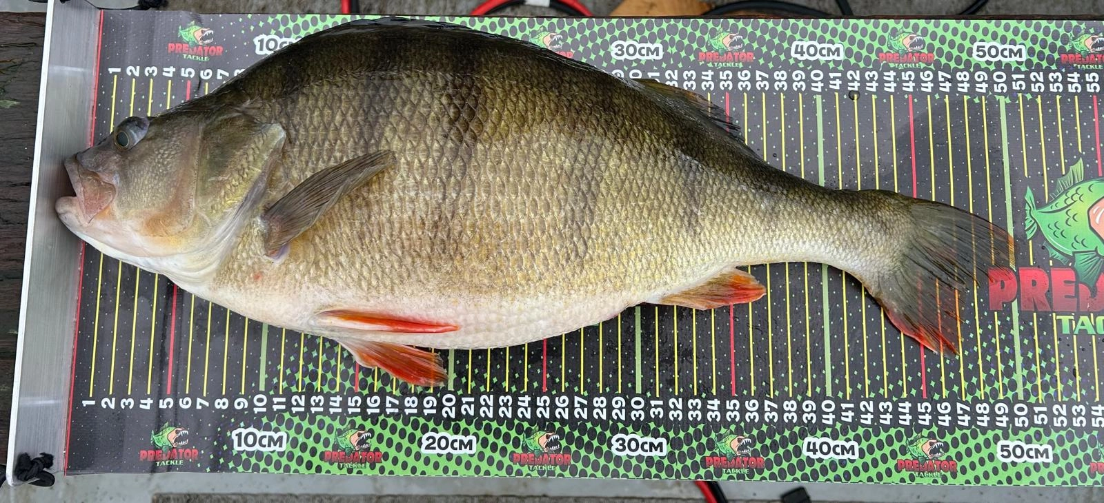 Predator Tackle Measure Tape Rulers | Predator Tackle